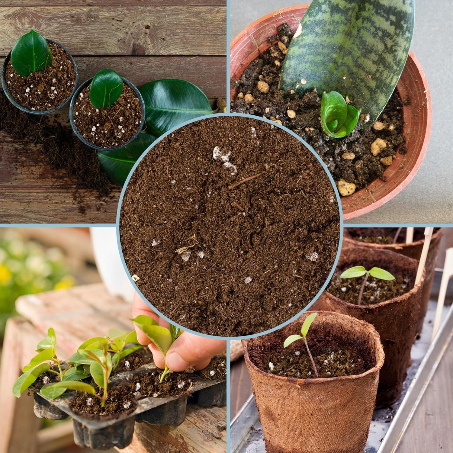 4 Quarts Hand Blended Soilless Plant Propagation Mix for Houseplants Success