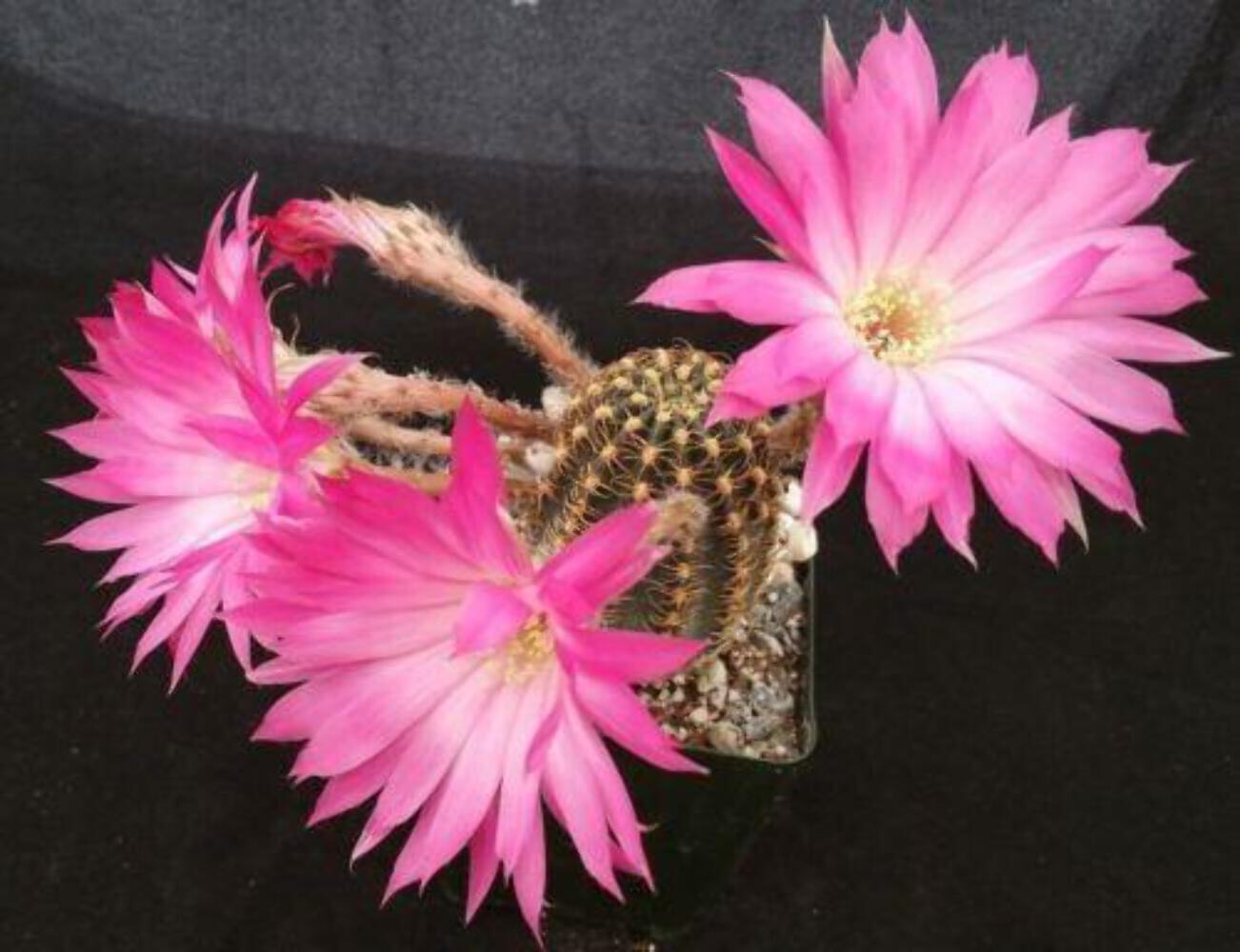 Lobivia winteriana cactus Cacti Succulent real live plant