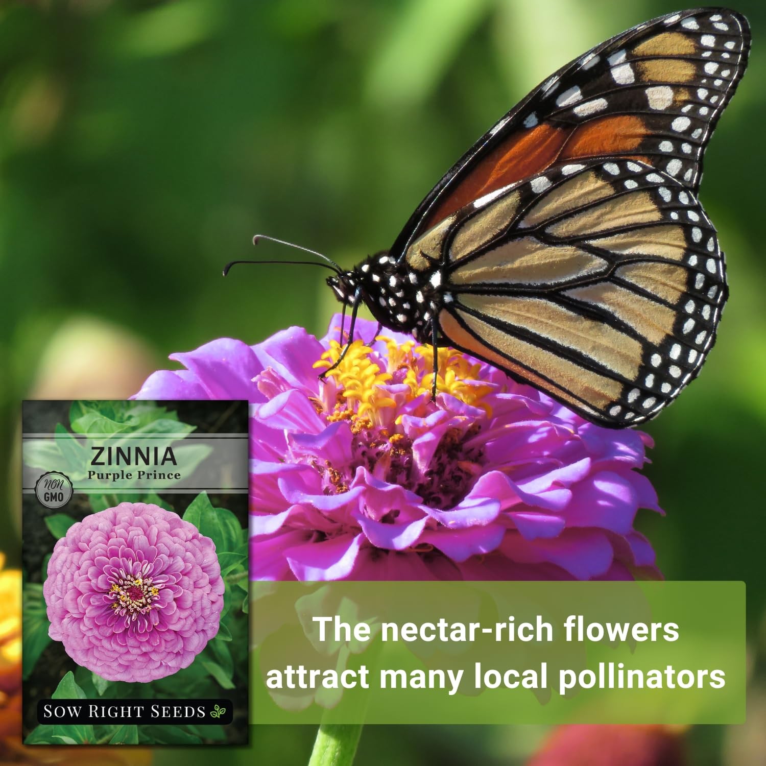 Sow Right Seeds – Purple Prince Zinnia Flower for Planting – pink