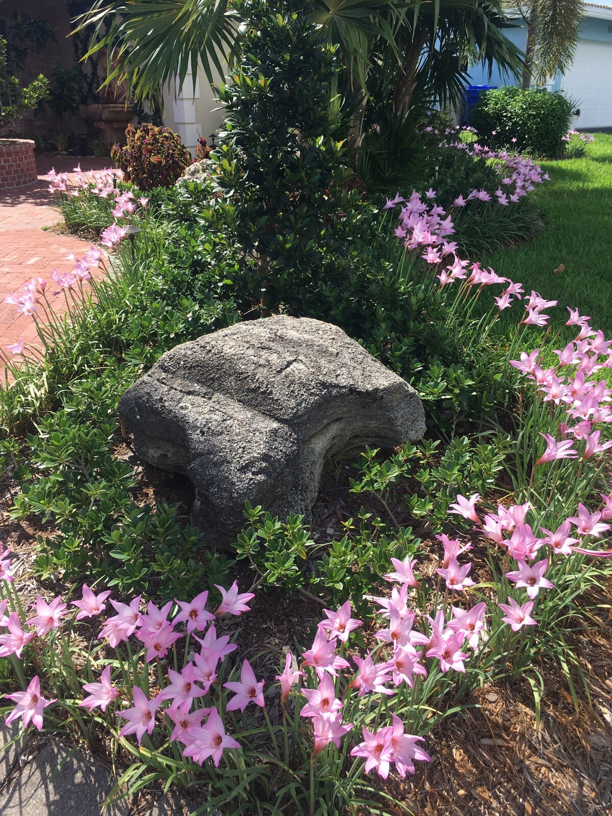 Zephyranthes Fadjar Pink Lot 102 Bulbs Rain Lilies Fairy Lily Atamasco lily
