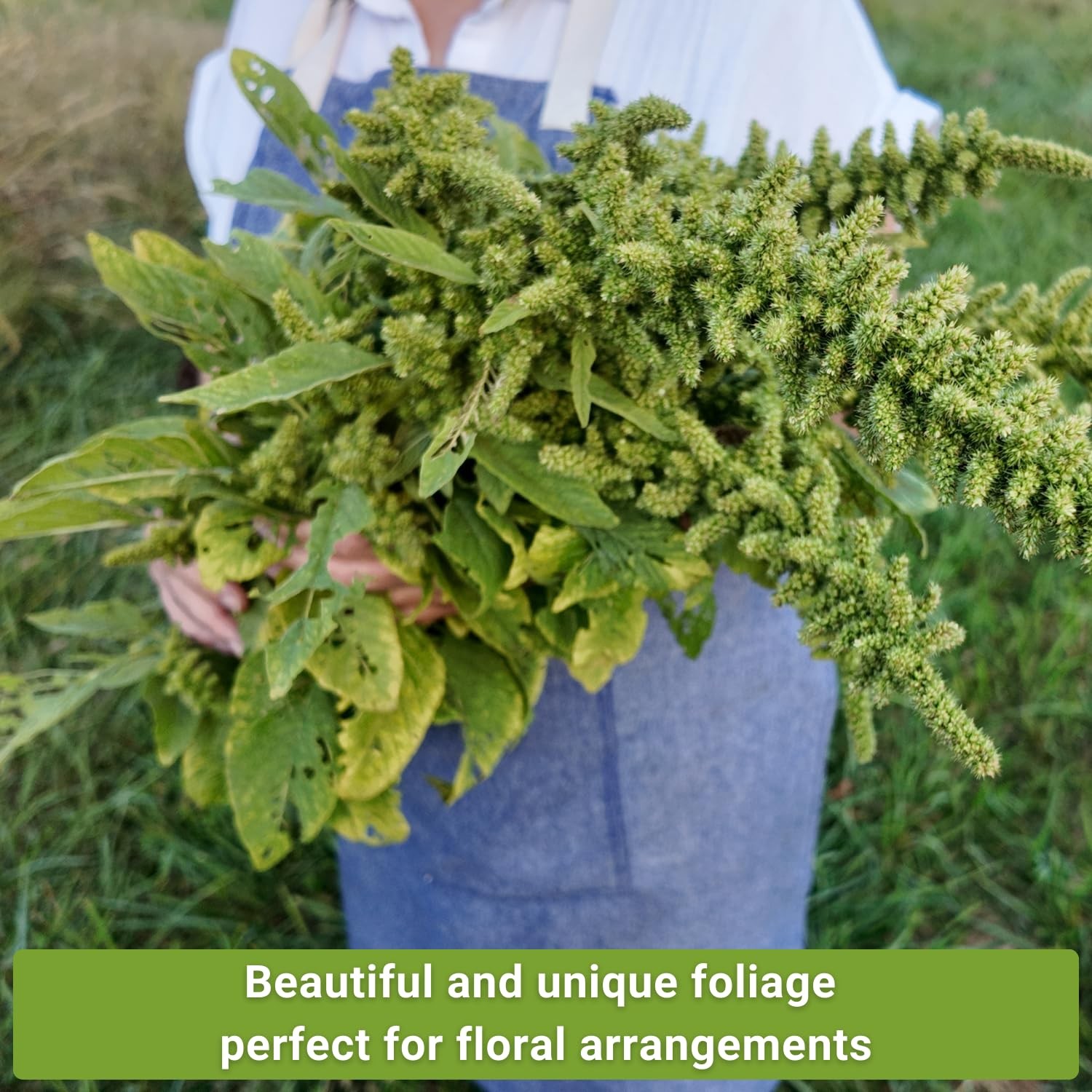 Sow Right Seeds – Amaranth Seed Collection for Planting – Non-GMO Mix