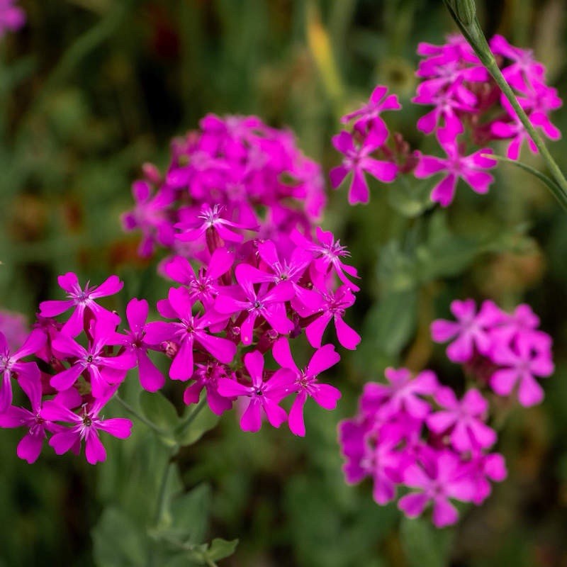 Silene Armeria Sweet William Catchfly / None so Pretty Catchfly 20+ seeds