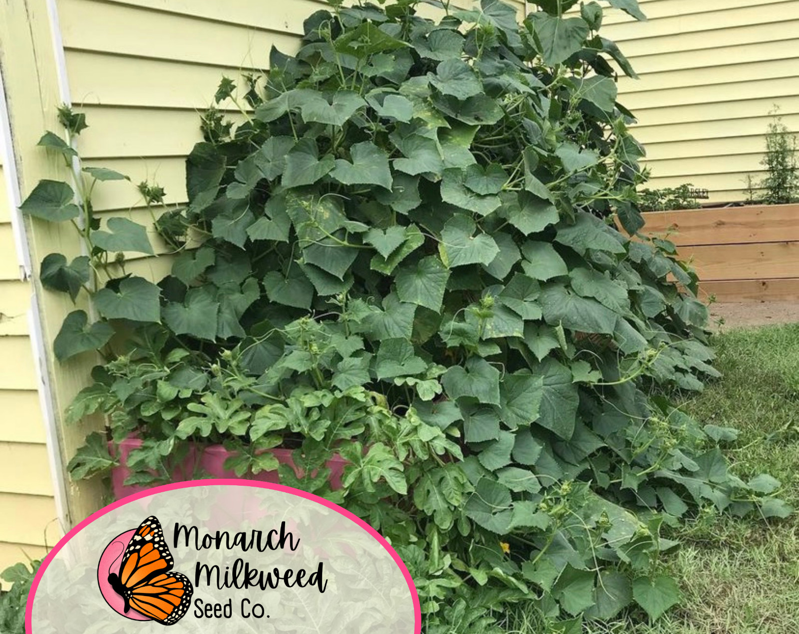 315+ Cucumber Seeds ‘Marketmore’ | Heirloom, Non-GMO, Vegetable Gardening