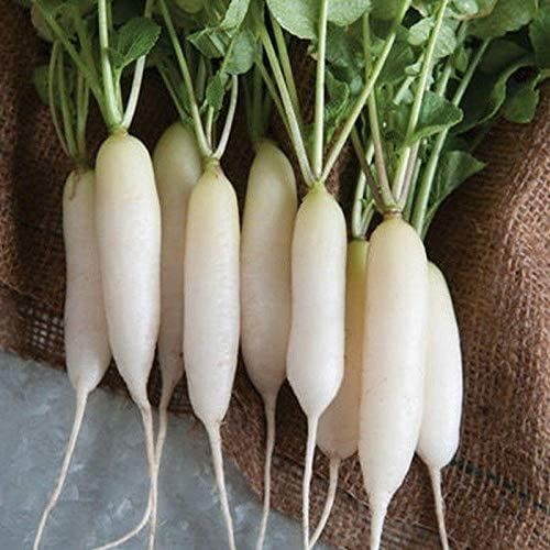 White Icicle Radish Seeds (25+ Seeds)