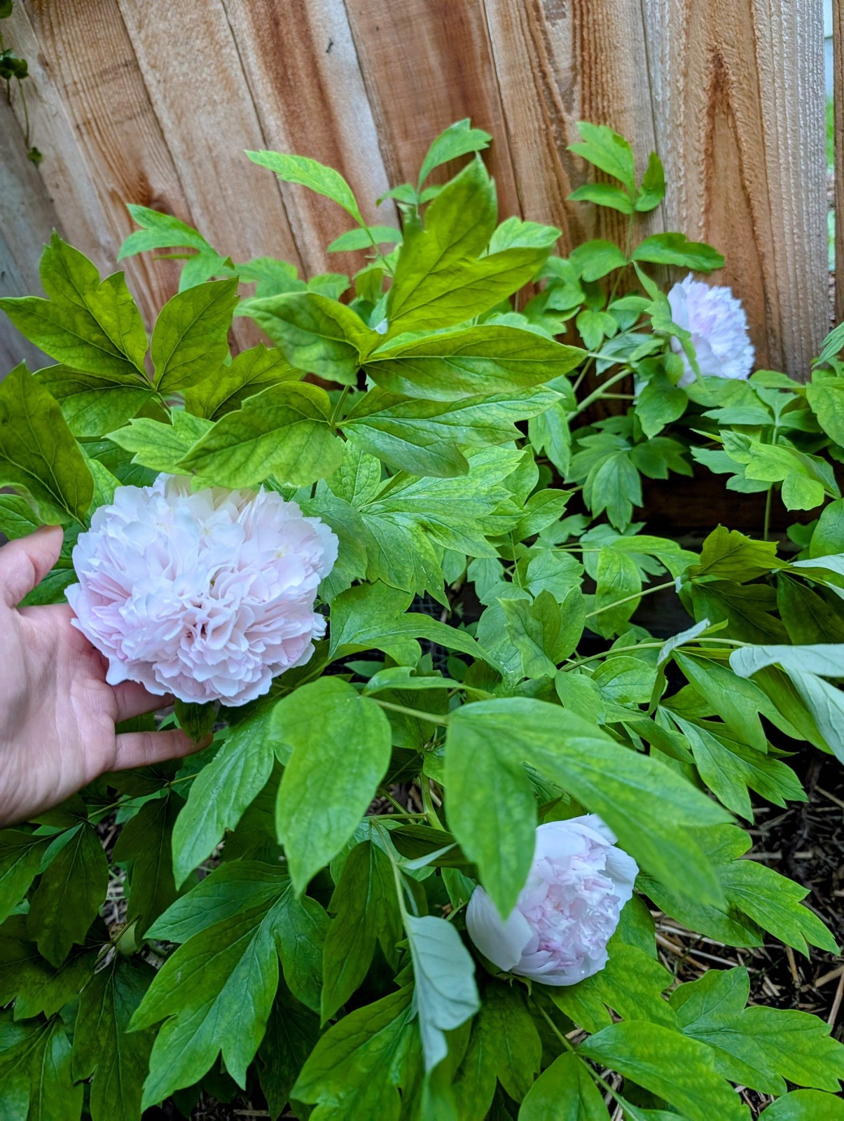 “Red thread girl” large flower tree peony Preorder for fall 2026