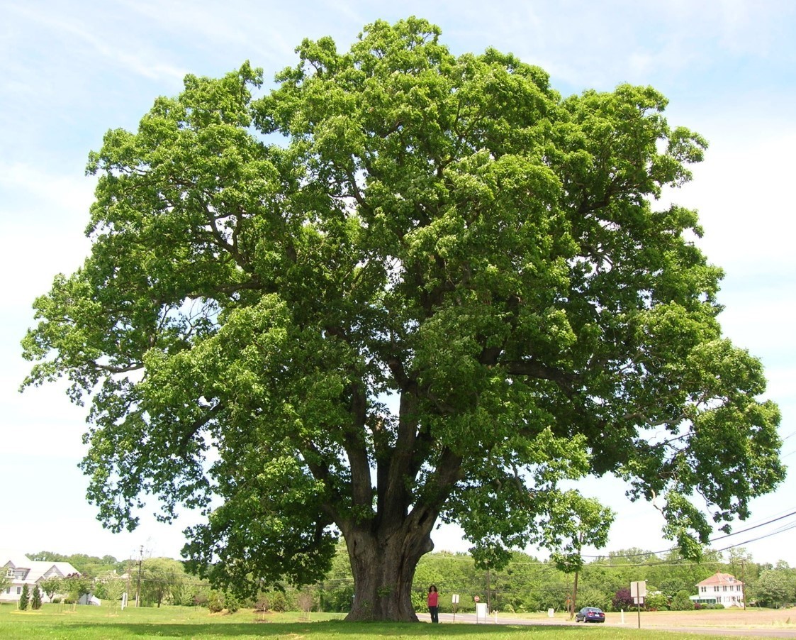 White Oak Live Tree – 12-18″ Tall – 4″ Pot – Quercus Alba Deciduous – Zones 3-9