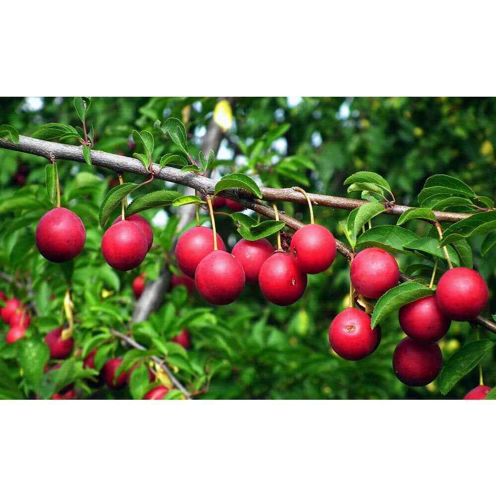 Dwarf Beauty Plum Tree, Self-fruitful, 36″ Tall