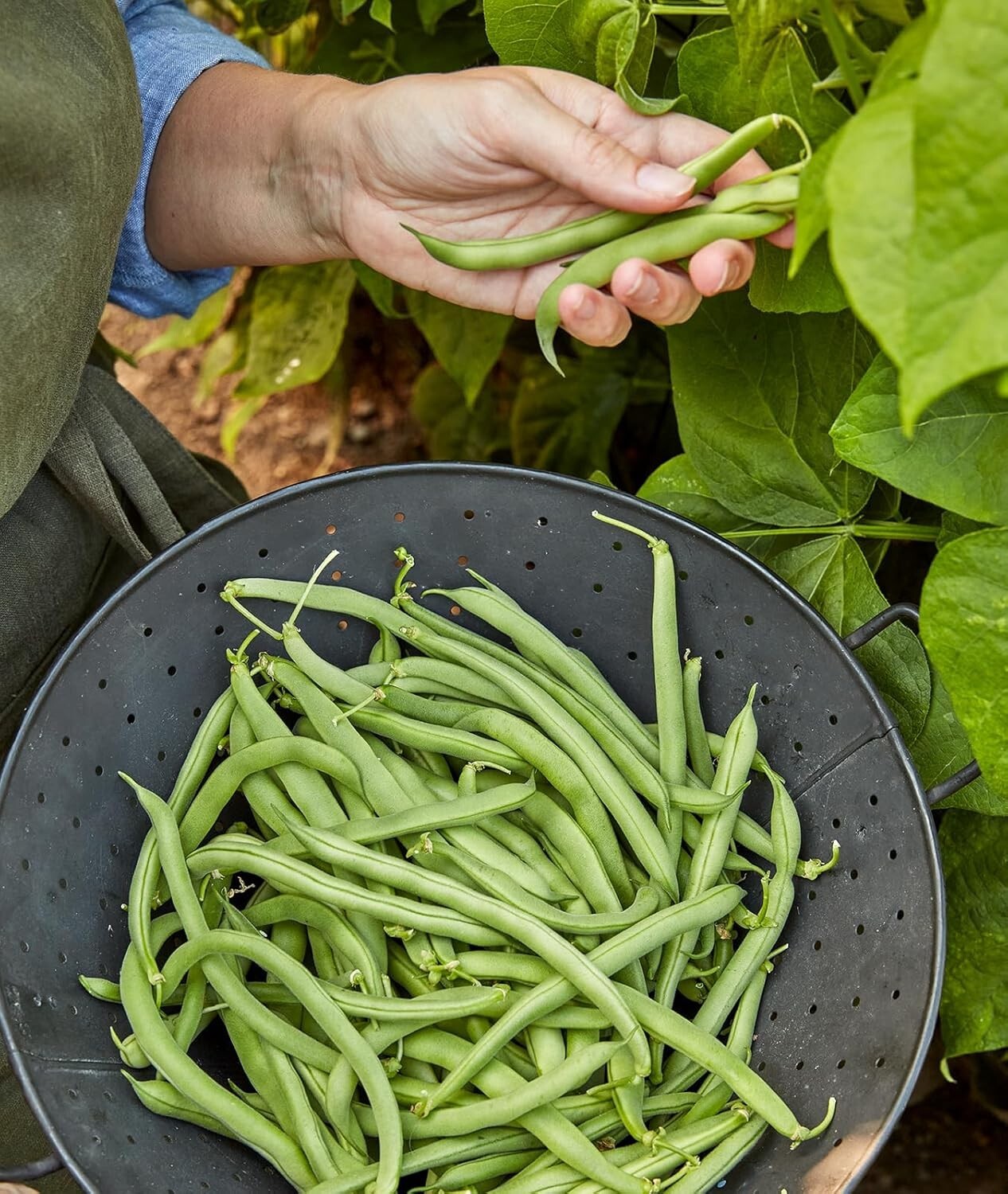 Blue Lake 274 Organic Heirloom Bush Bean Seeds – 8 Oz for Delicious Yields