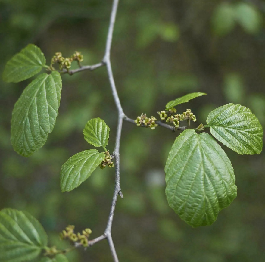 2 Live Witchhazel Plant, Hamamelis virginiana, 8” Tall, 4” Pot, Deciduous Shrub