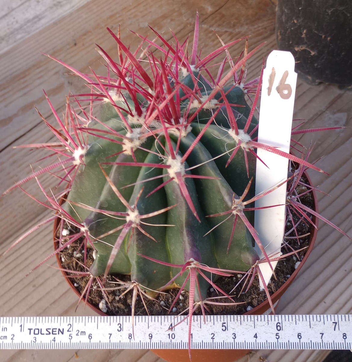 Ferocactus pilosus Red Spine Barrel Cactus Stainesii 6 Inch 16