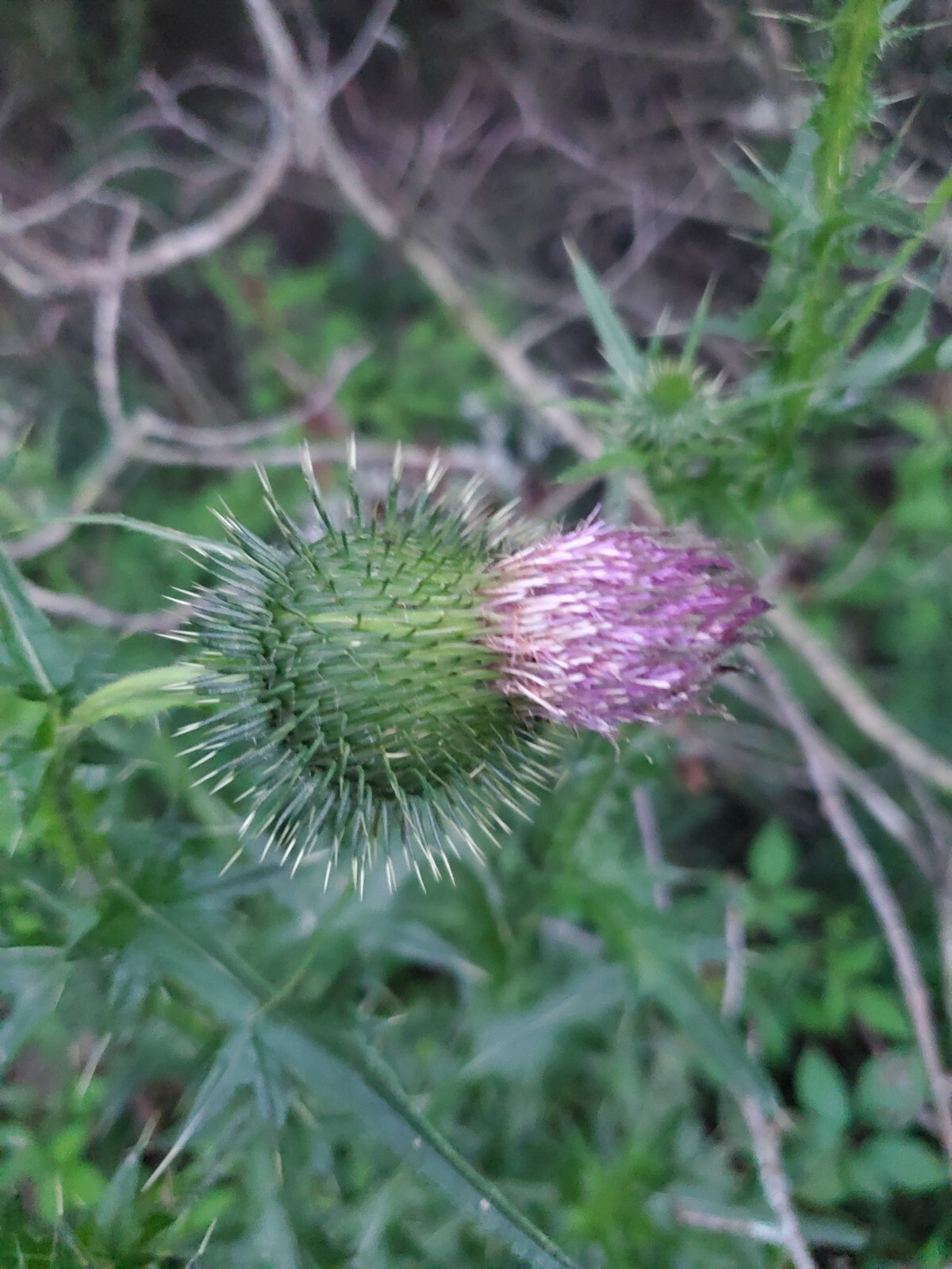 Greater Burdoch, Arctium Lappa 1/4 Tsp.