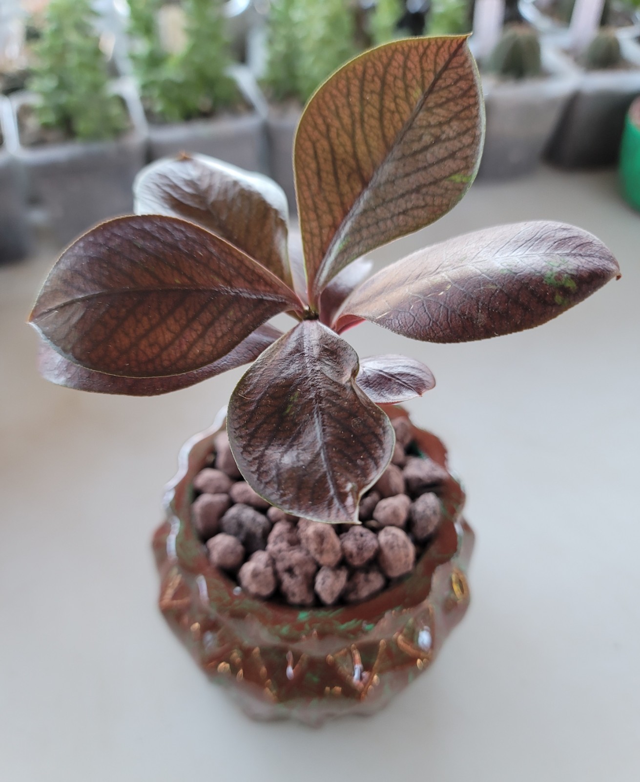 Live Rooted Euphorbia Grantii Var. Rubra Succulent In 4×3.25″ Handmade Pot