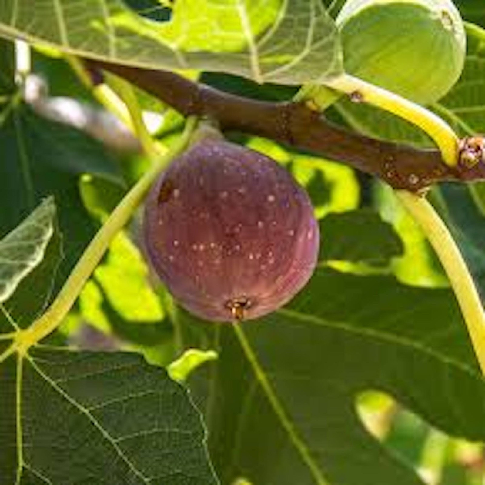 5 Fignomenal Dwarf Fig Tree Starter Plug Fruit Tree Bare Root