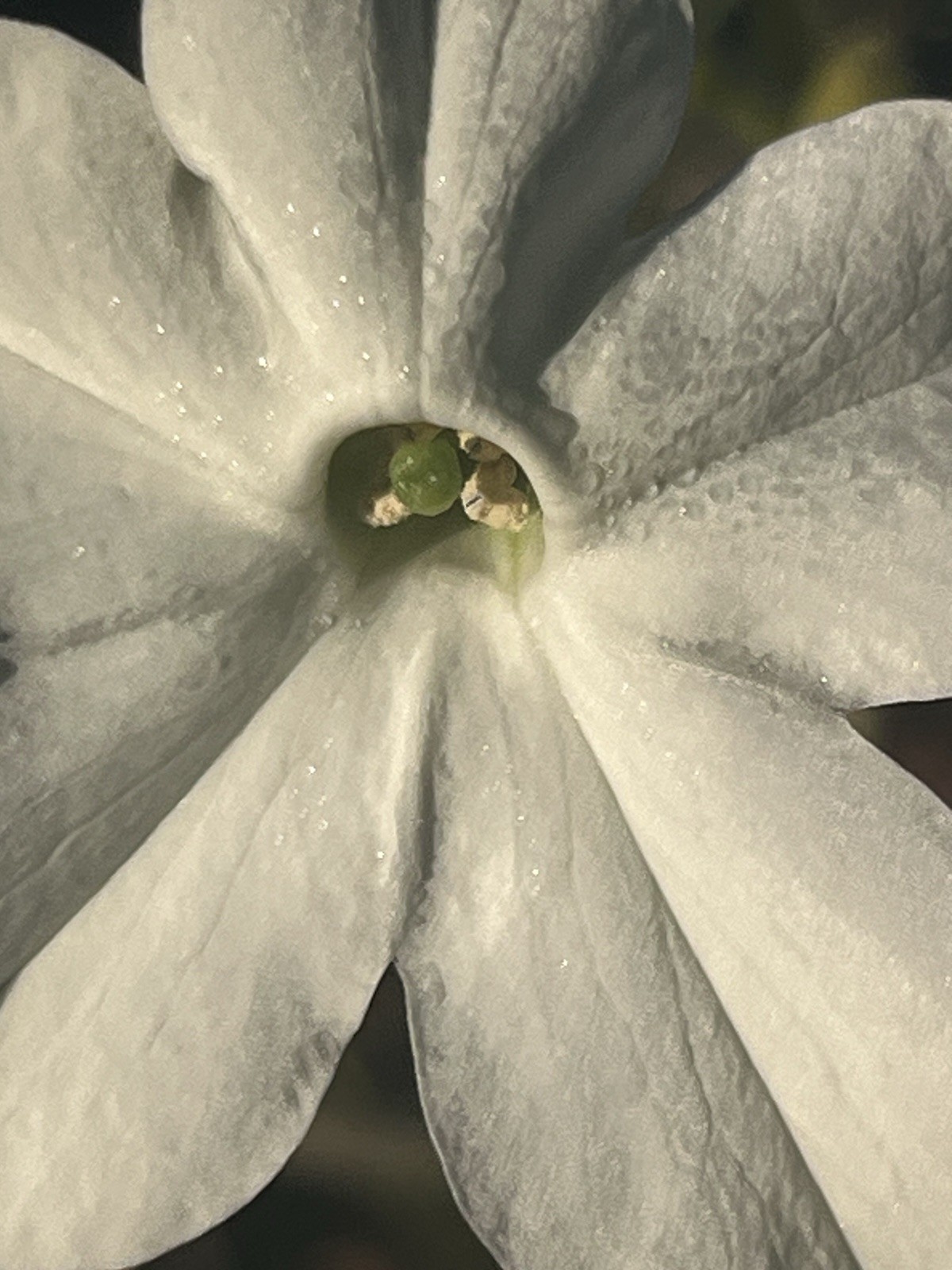 Garden Start Seed Variety Packs (PNW Native, Rare Exotic)