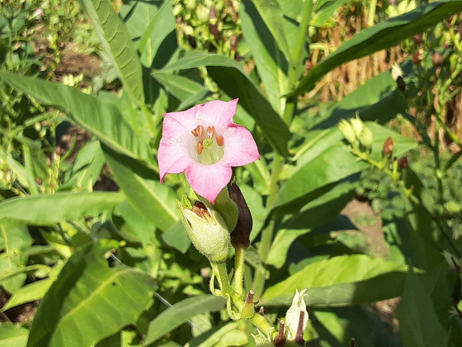 1000 “Great Lakes Gold” Tobacco Seeds FROM MICHIGAN! Organic, Heirloom, non-GMO