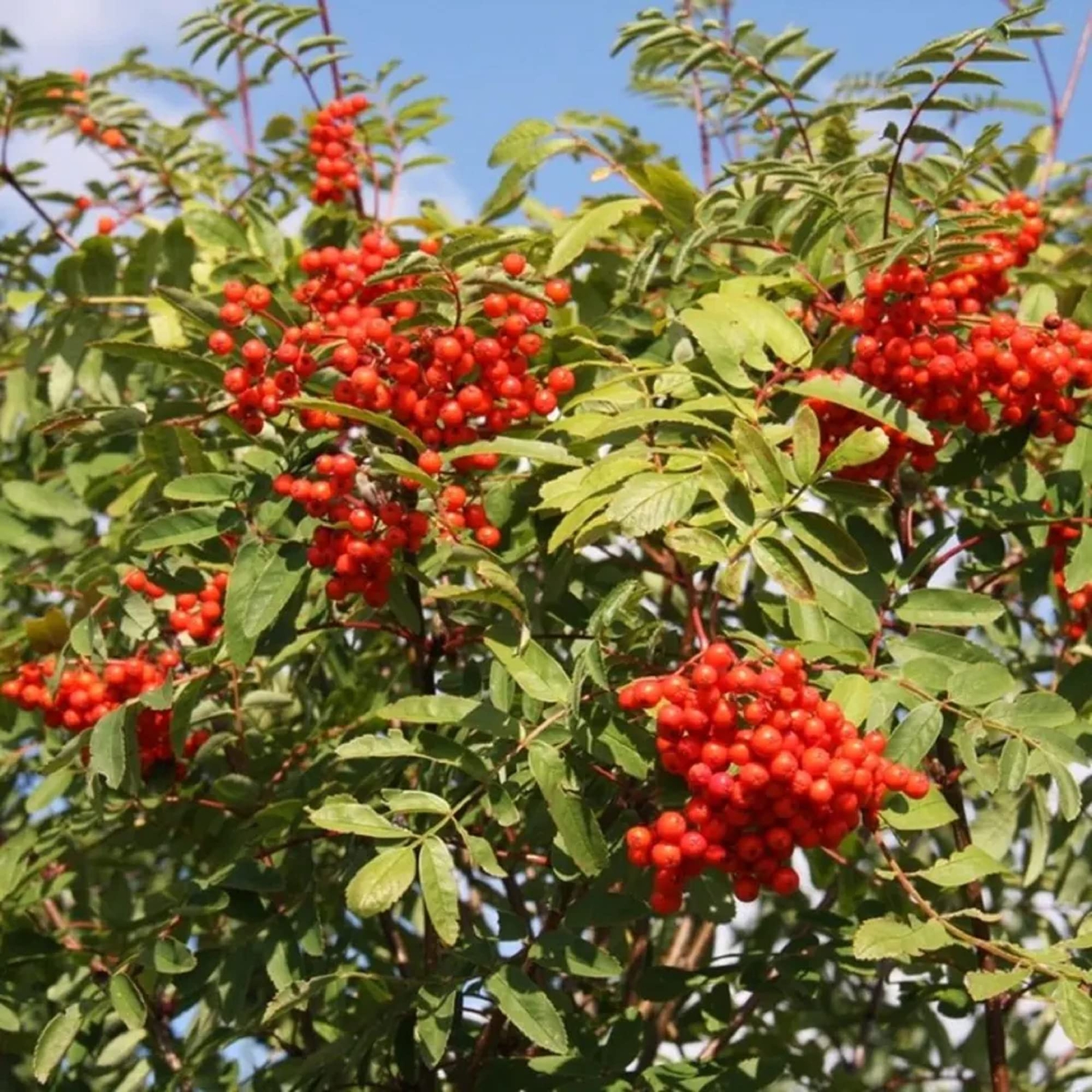 CHUXAY GARDEN Sorbus Aucuparia-Rowan,European Mountain Ash 50 Seeds Dwarf Shrub