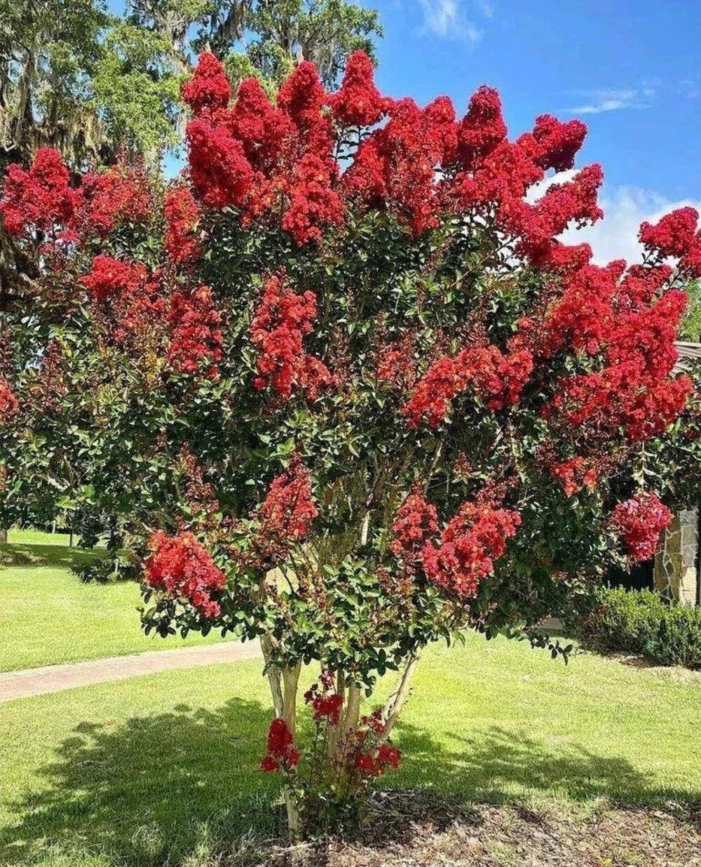 Miss Francis Crape Myrtle: Fast-Growing Elegance and Striking Red Blooms