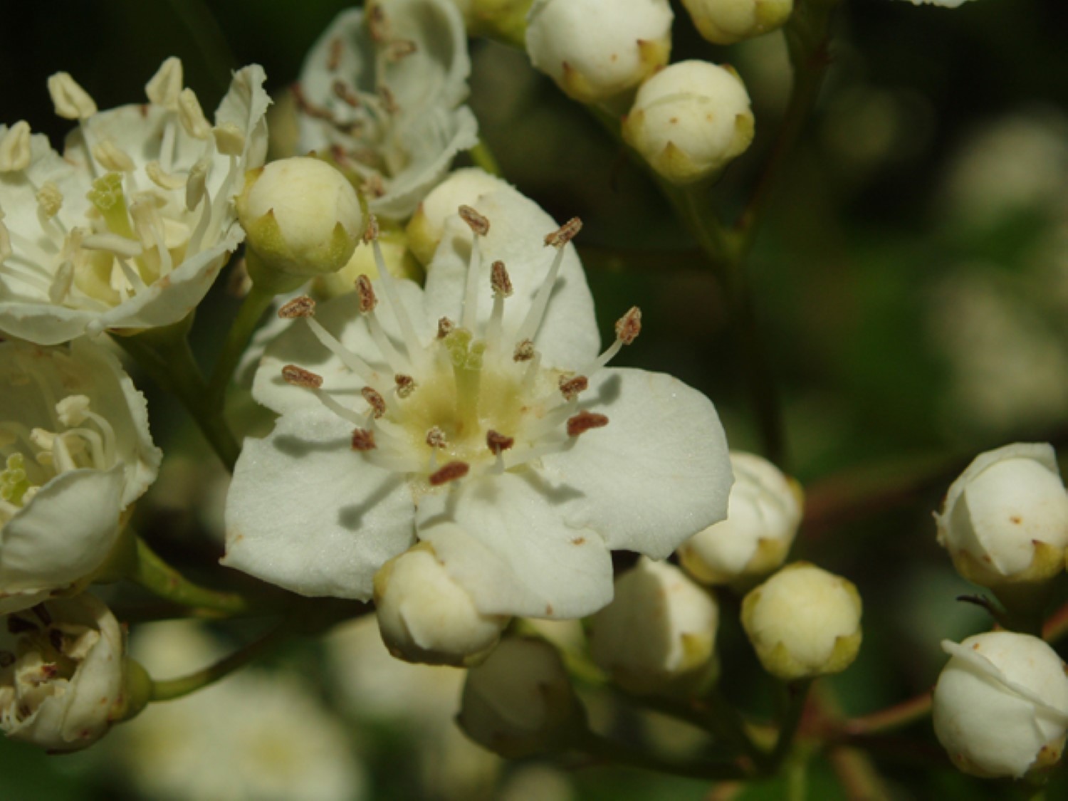 24-30″ tall Washington hawthorn 2-3 year old (Crataegus phaenopyrum) plant