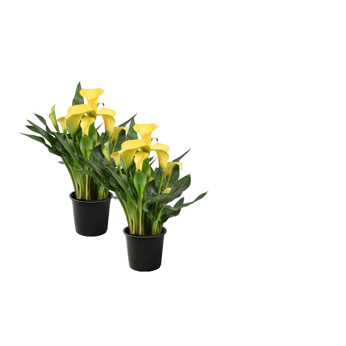 The Three Company Live Flowering Calla Lily 2 Plants Per – 3 – – 12 Tall