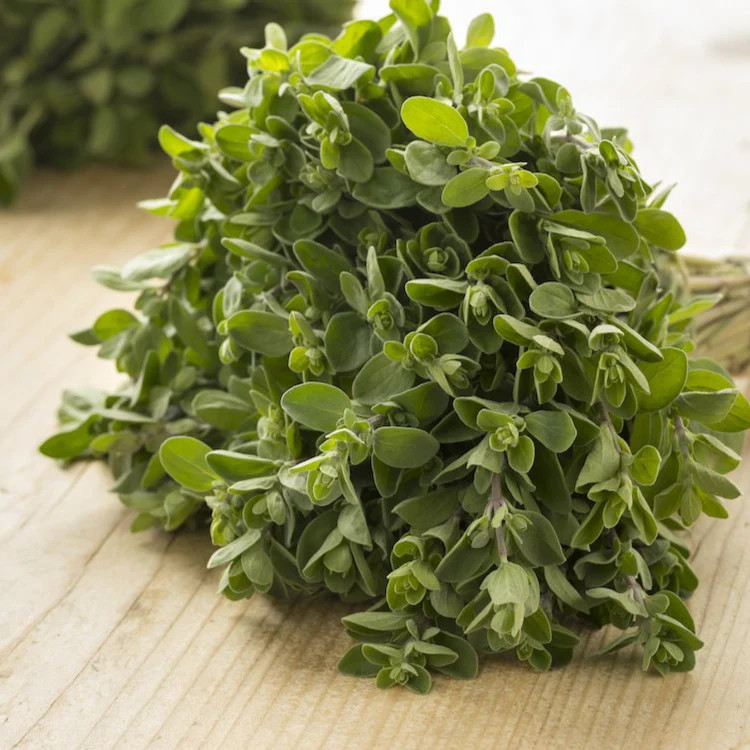 Sweet Marjoram Seeds | Vegetable Herb Garden Plant Leaf Oregano Thyme Seed 2024