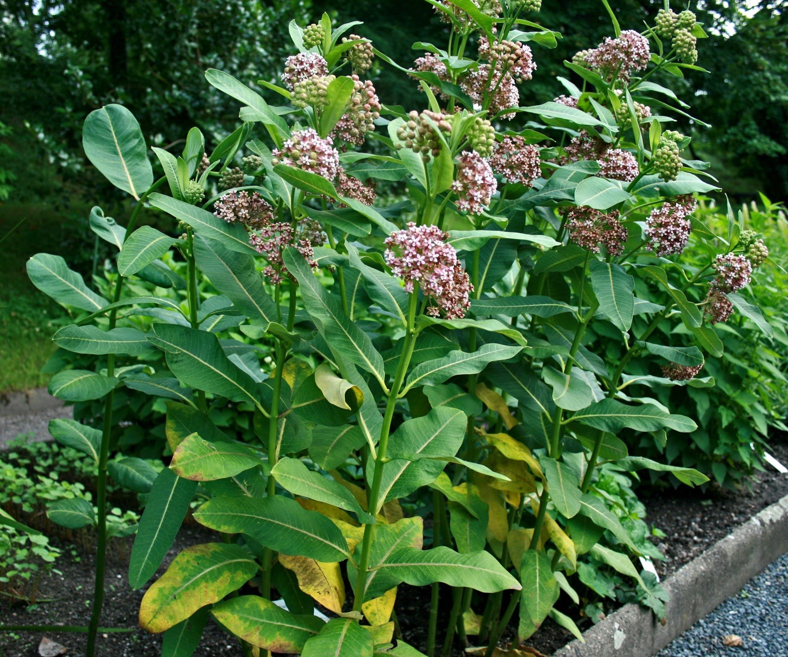 Asclepias syriaca 500 Seeds – Common Milkweed