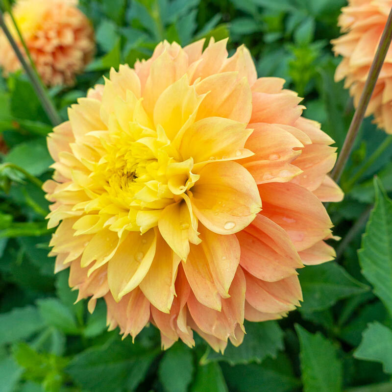 PICK YOUR DAHLIA! – Clump of Tubers – Choose from (12) Stunning Decorative Types