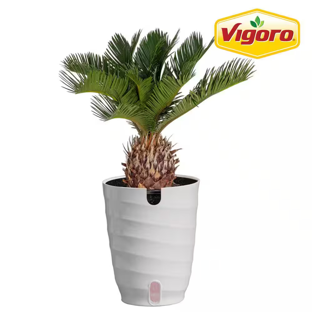 Sago Palm Indoor Plant in 6 In. White Decor Planter, Average Shipping Height 1-2