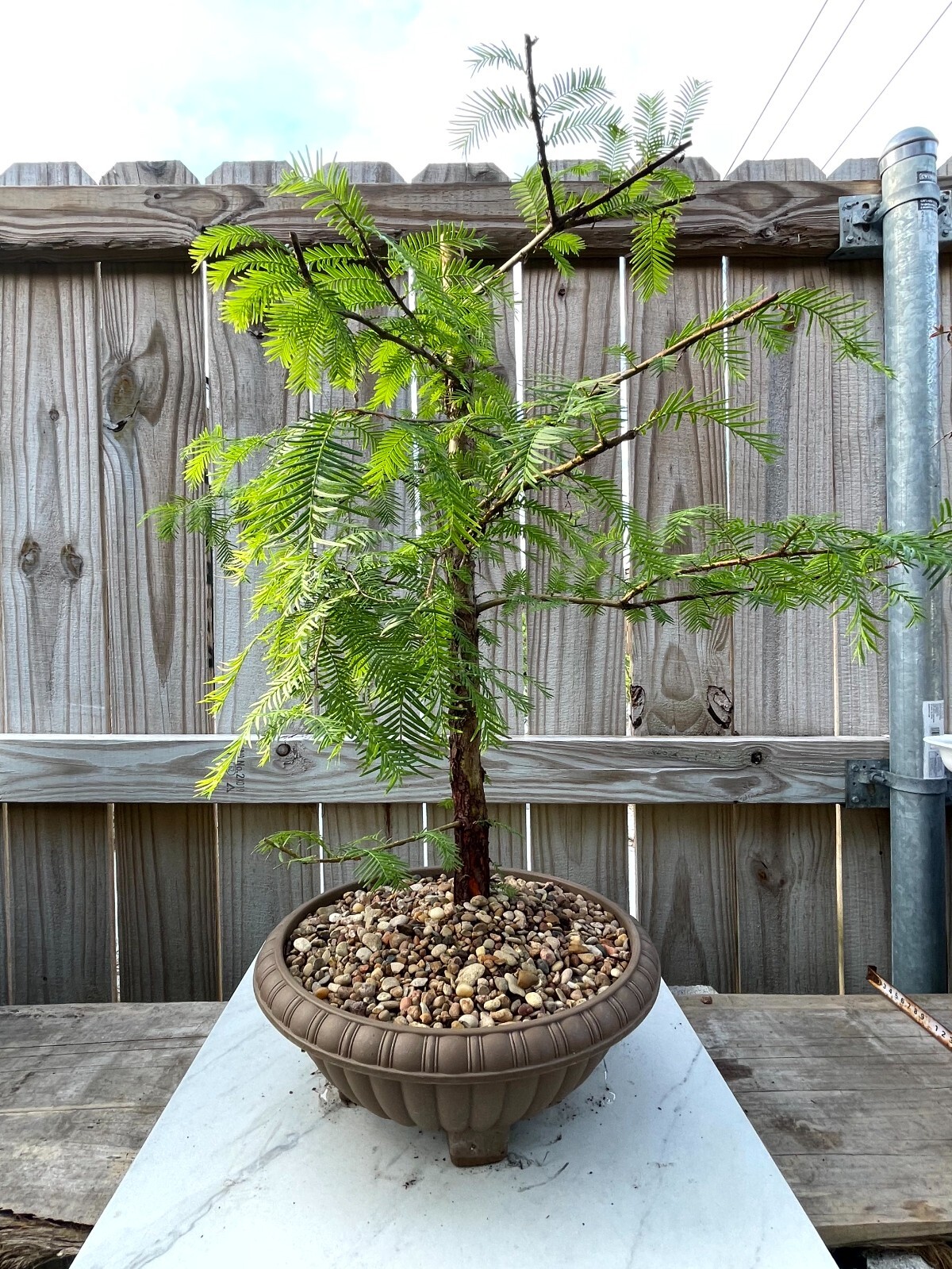AWESOME! Fantastic Dawn Redwood Pre-Bonsai, 18 Years, GREAT TRUNK