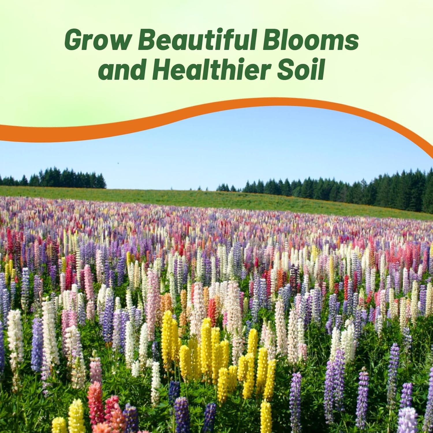 500 Seeds Lupine Seeds For Planting | Lupinus Russell Hybrids Flower Seed Mix