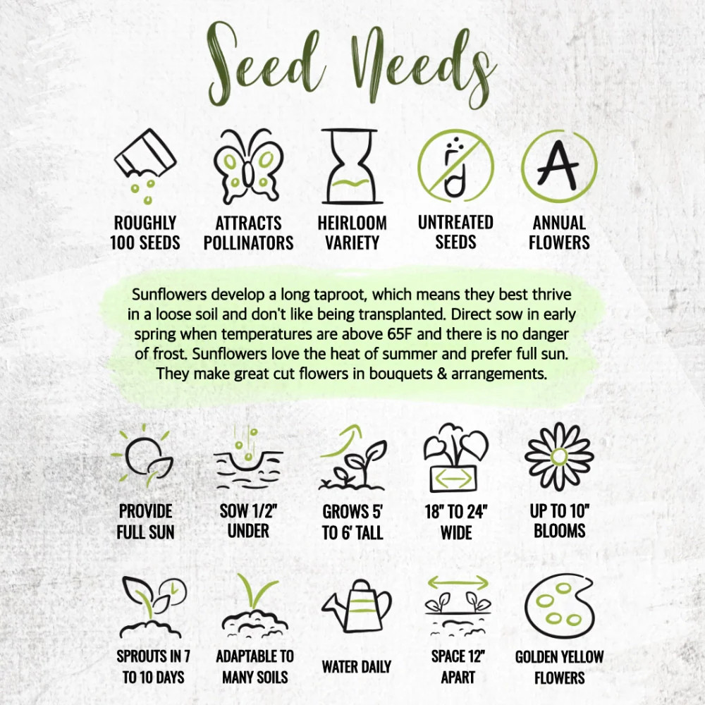 Tall Sungold Sunflower Seeds For Planting (Helianthus annuus)