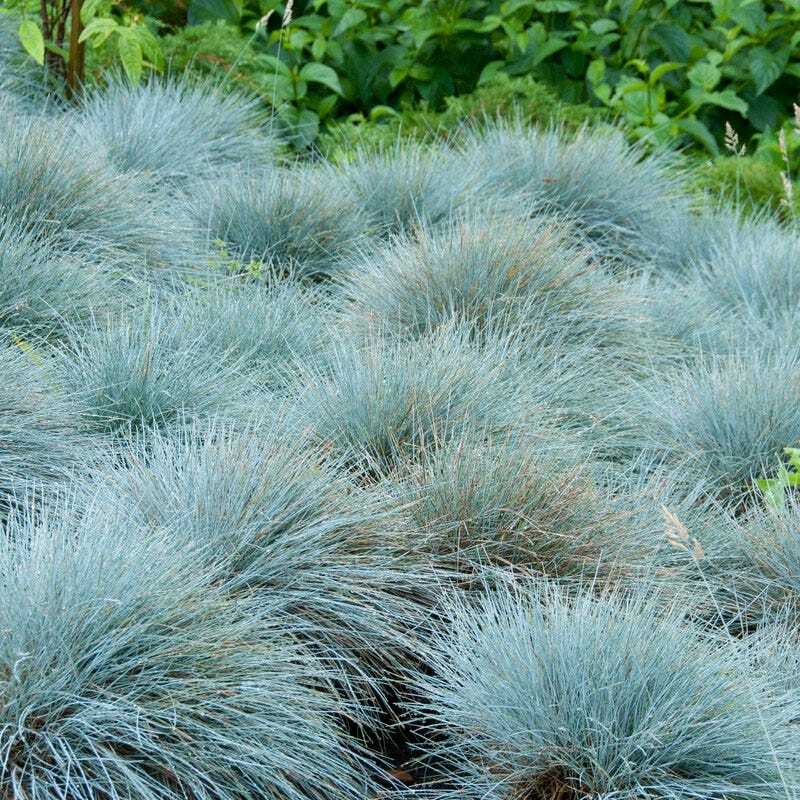 Grass – Blue Fescue ‘Festuca glauca’ seeds/ NON GMO / organically grown in MN