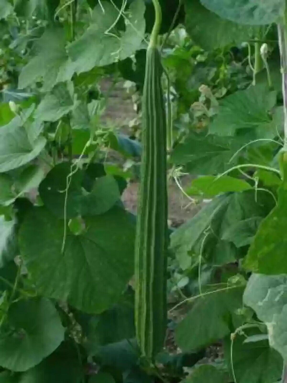 New 2026 Ridge gourd seeds – 10 seeds per packet – Free shipping