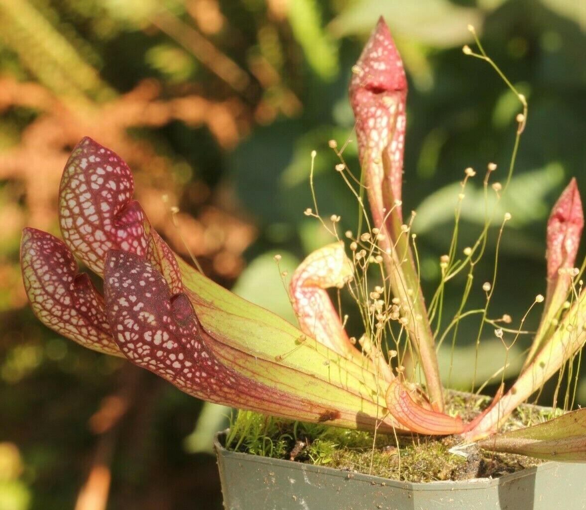 LIVE Carnivorous Pitcher Plant (Sarracenia “Scarlet Belle”) Beginner Friendly