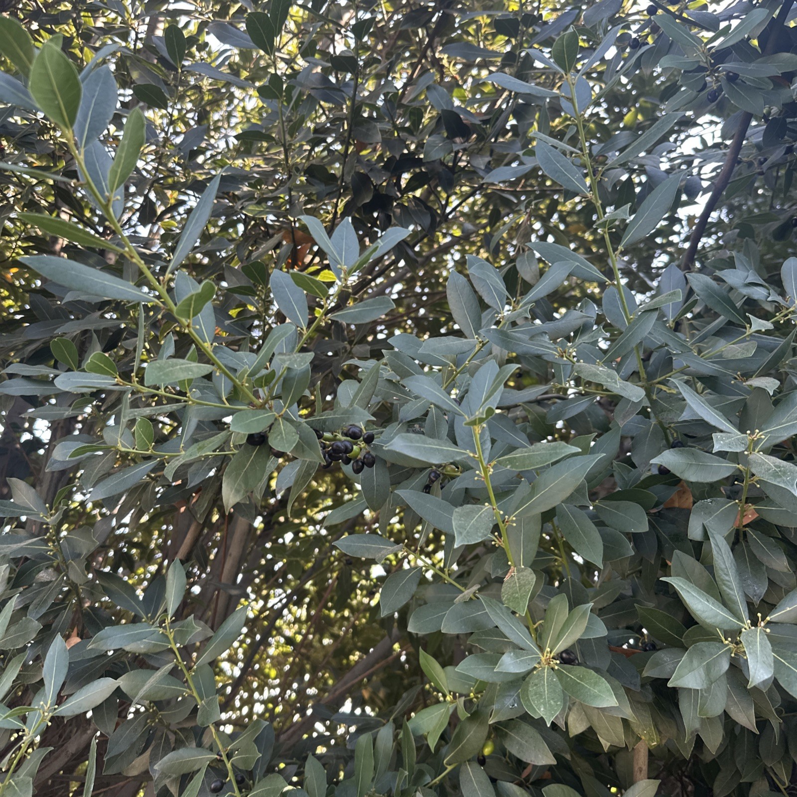 Laurus nobilis | Bay Laurel | Sweet-Bay I Bayleaf| 5_Seeds
