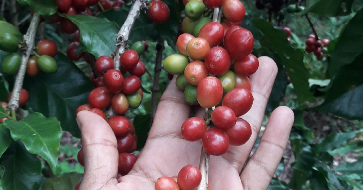 Mexican Coffee Bean Tree Seeds (25) / Chiapas McCabe / DELICIOUS / Super RARE