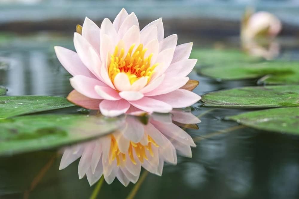 Germinate 30PCS Bowl Lotus Seeds – Easy, Beautiful Aquatic Plants