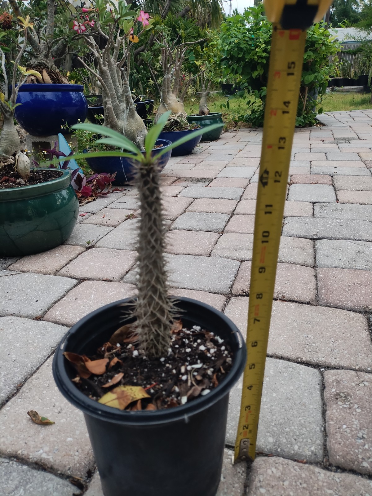 Pachypodium lamerei ‘Madagascar Palm, 12 Inches Tall. Plant #5