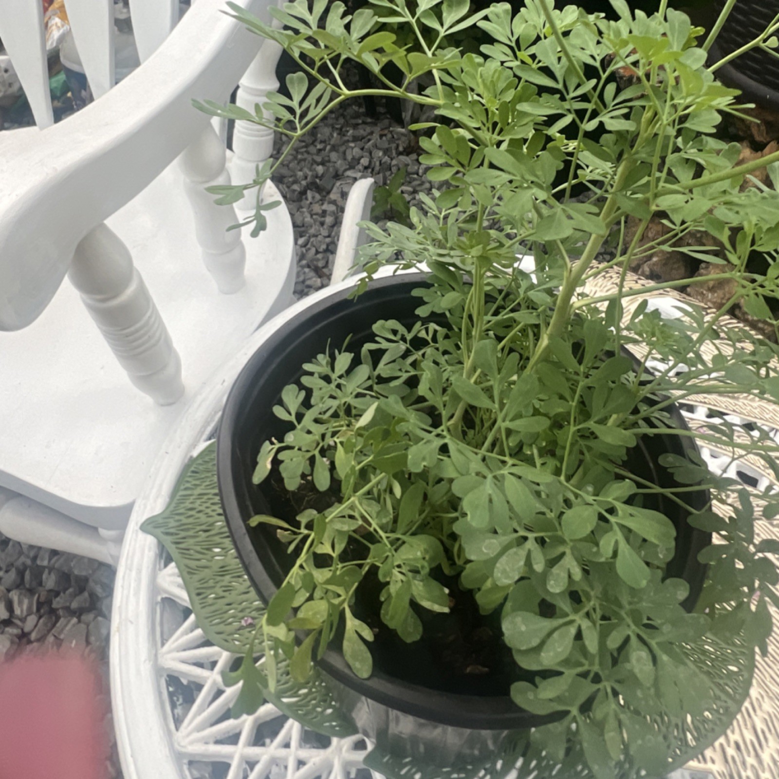 Rue Herb Potted Plant Green Perennial Clumping Spring Summer Outdoor