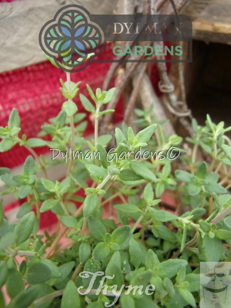 Common Garden Thyme Plant (Thymus vulgaris) Culinary Herb – Multiple Sizes