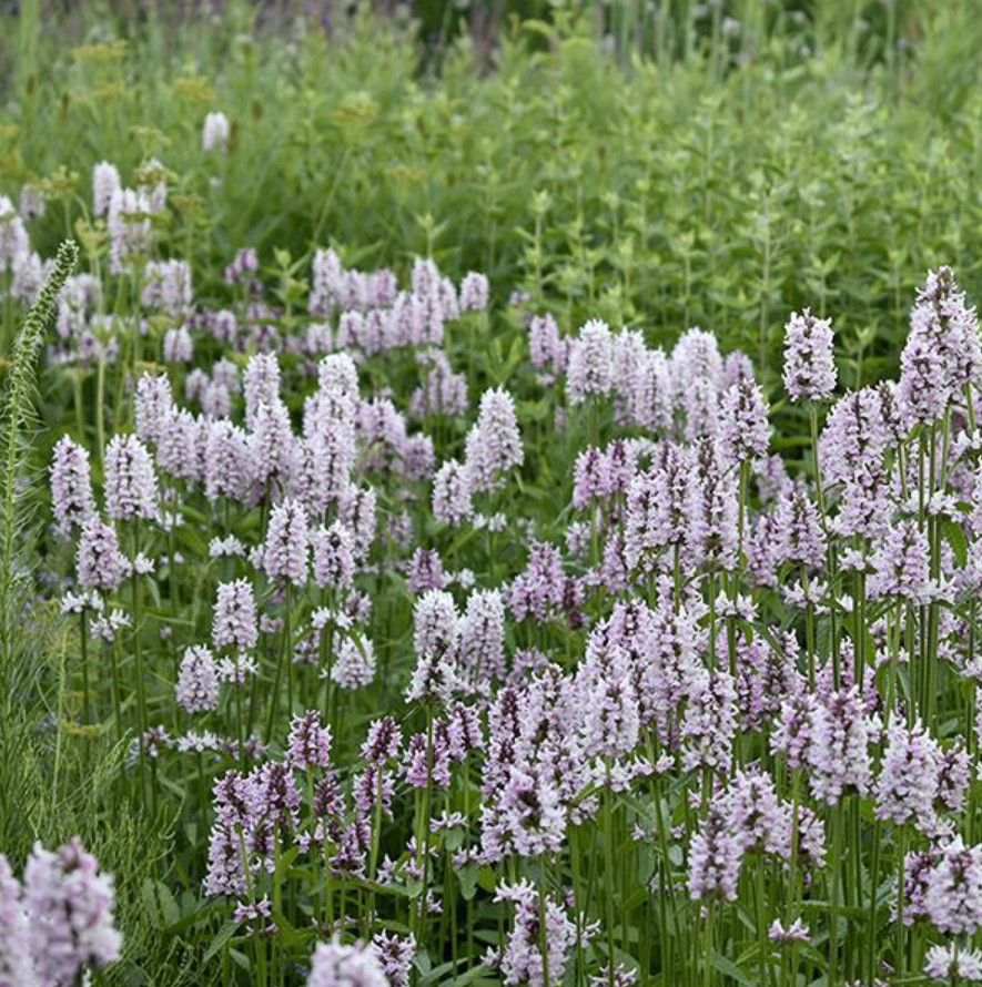 Stachys Betony Summer Crush Live Plant Plug – 1–3″ Tall – Pink Flowering Plant