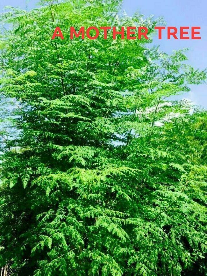 1″ Dia 24″ Moringa Oleifera Drumstick CUTTING Miracle Mothers Tree of Life Stem