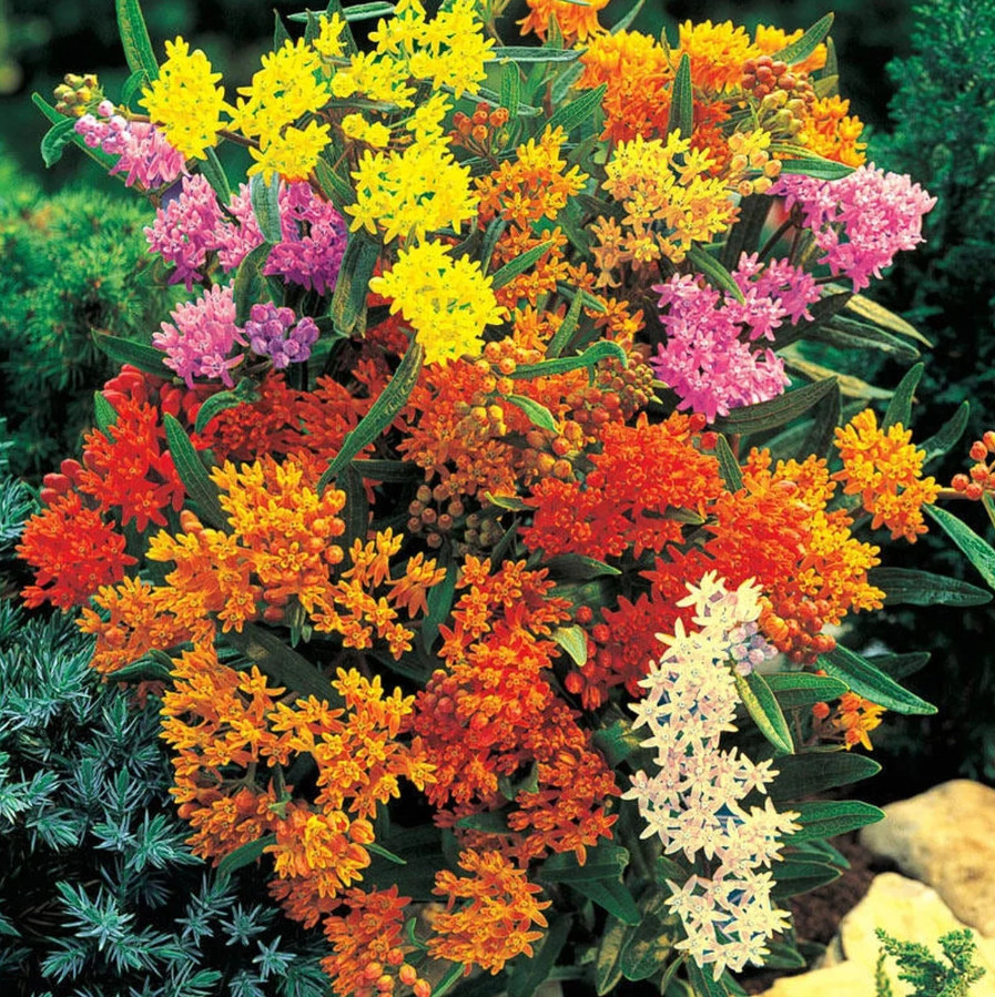 Live Milkweed MIX Plant, 4–6″ Tall, Ship No Pot, Butterfly Host Plant, Easy Care