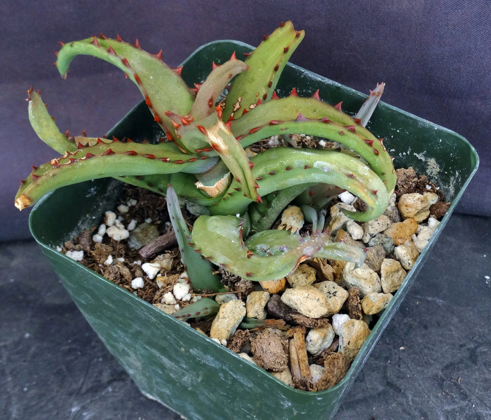 Aloe castilloniae Smooth leaf form