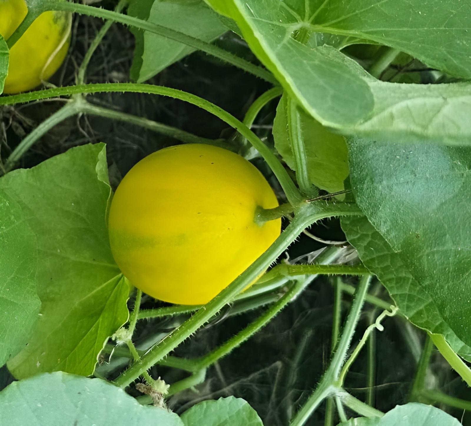 40 Vine Peach Melon Seeds – AKA Mango Melon – Heirloom – Fragrant & Unique