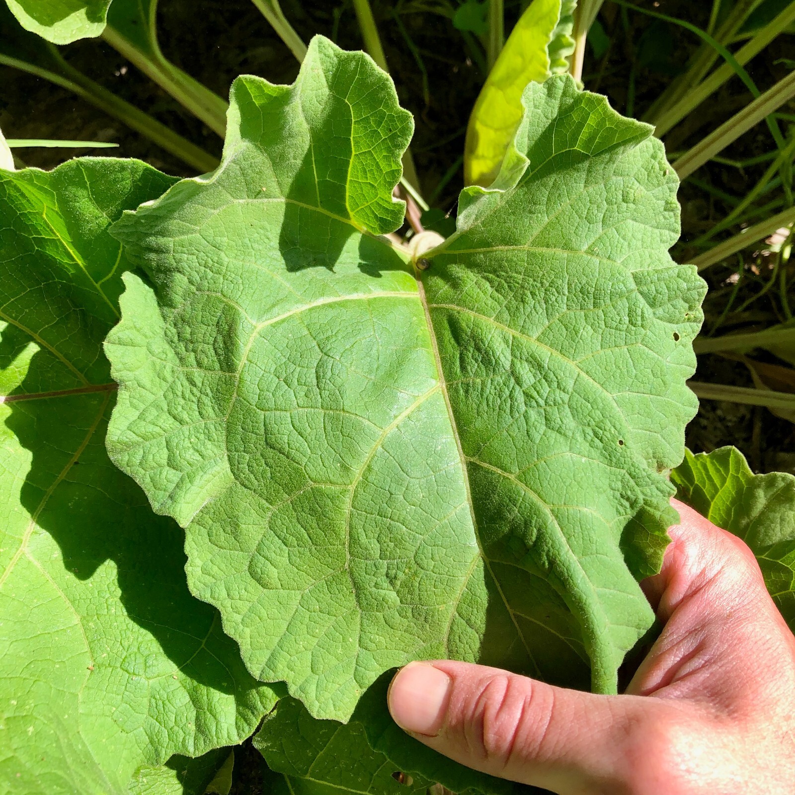 Greater Burdock Seeds / Arctium lappa / Asian Gobo: Certified Organic Non-GMO