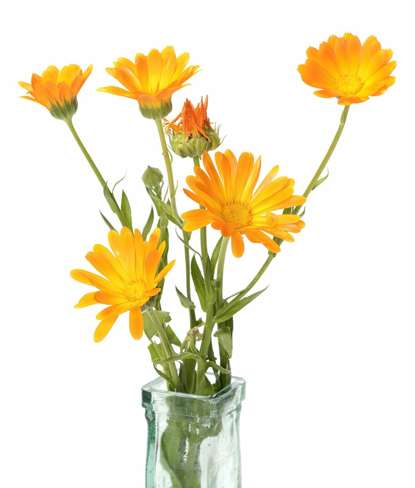 Organic Orange Resina Calendula – Calendula officinalis