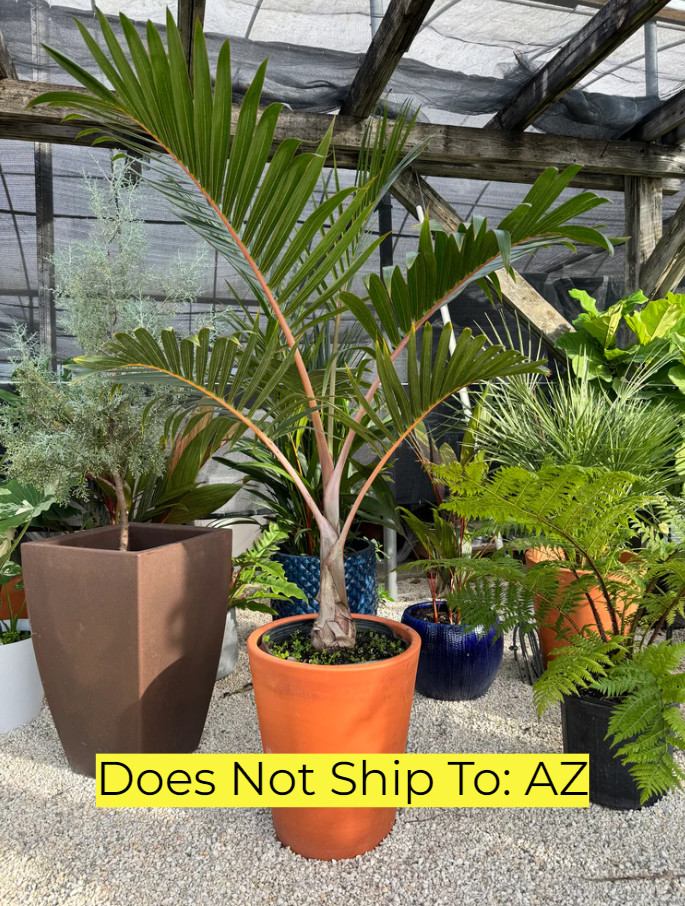 Bottle Palm Tree Plant Live Hyophorbe Lagenicaulis 6 Inch Pot 20-24 Inch Tall