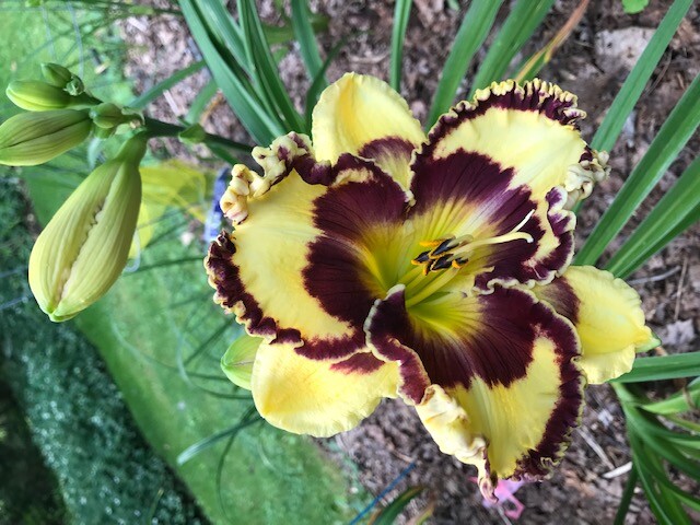 DAYLILY Seeds Mixed Hybrid Hardy