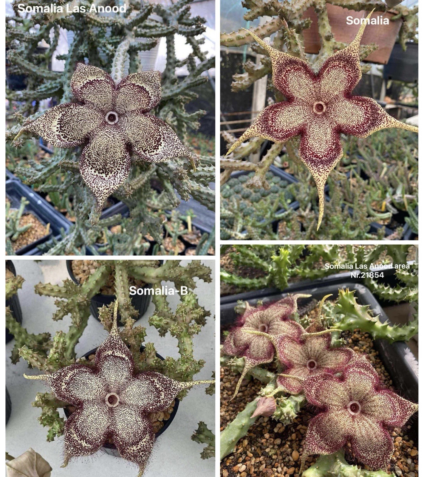 45 Seeds Edithcolea Grandis Persian Carpet Flower Rare Stapeliad Succulents