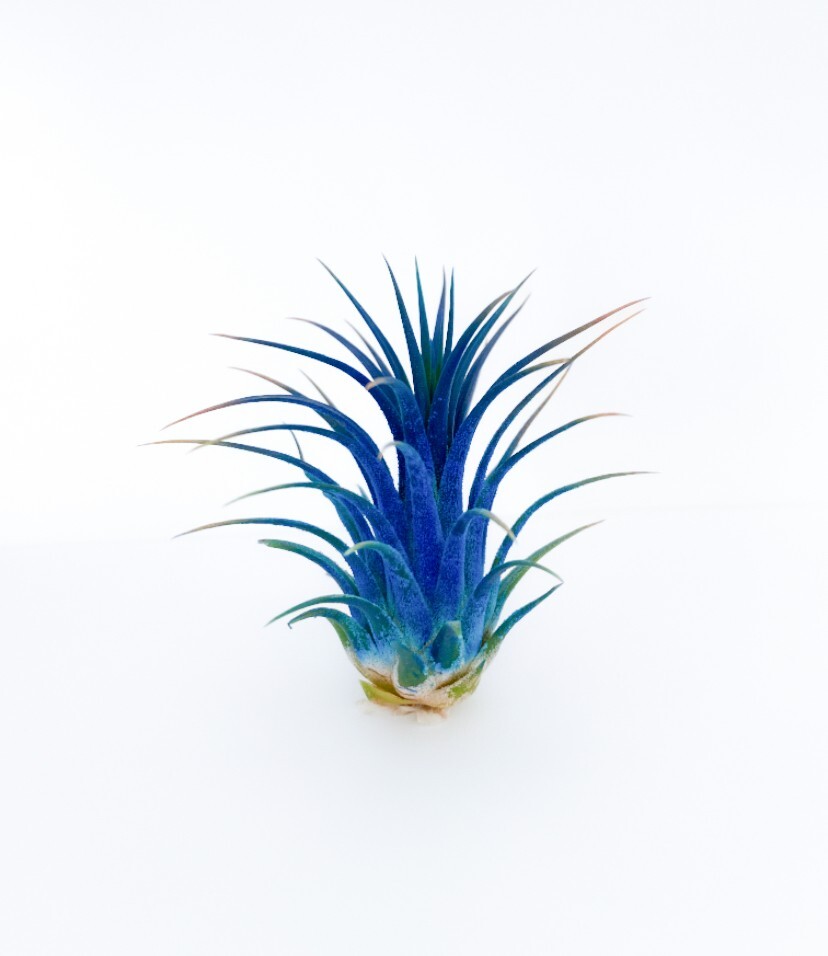 Live Colored Air Plants Ionantha Guatemala Tillandsia Airplant FREE SHIPPING